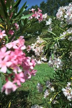 White and pink oleander Stock Photos