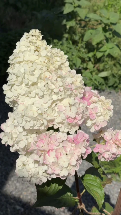 White and pink panicle hydrangea blooming in the garden Stock Footage 339603117