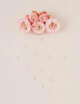 White and pink pastel cloud and rain made with rose flowers and petals. Stock Photos