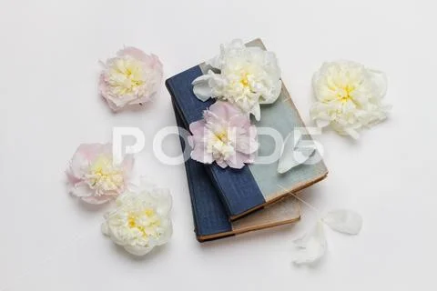 White and pink peonies and old books on white background Stock Photos
