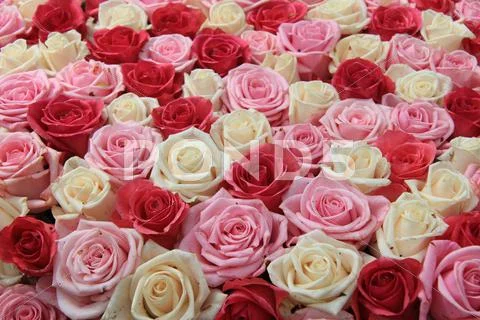 White and pink roses in arrangement Stock Photos
