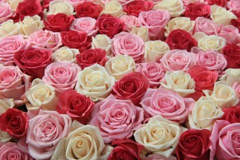 White and pink roses in arrangement Stock Photos