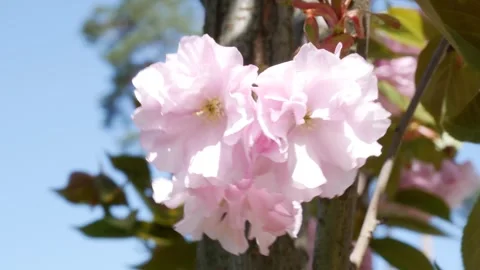 White and pink spring cherry blossoms sway in the wind. Sakura blossomed. Vídeos de archivo 240638996