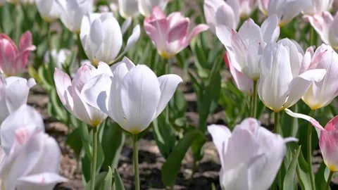 White and Pink Spring Tulips Blooming in Sunlit Garden Field Stock Footage 339072326