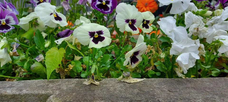 White and puple pansy Stock Photos