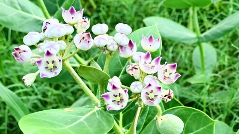 White and Purple Crown Flowers Calotropis Gigantea Blooming Close Up Stock Footage 341108024