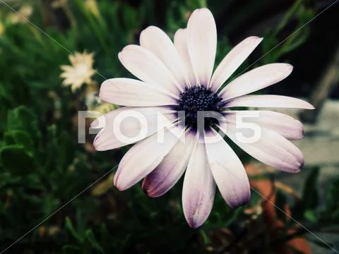 White and purple flower in the garden Stock Photos