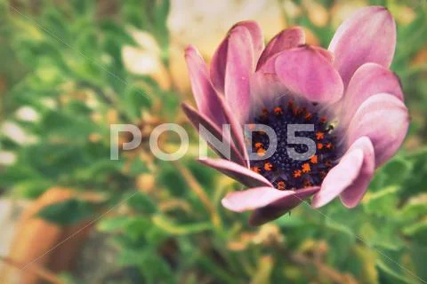 White and purple flower in the garden Stock Photos