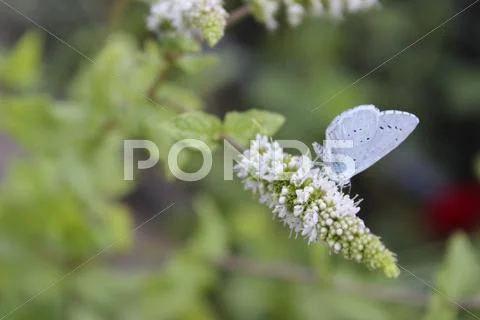 White and purple flower in the garden Stock Photos
