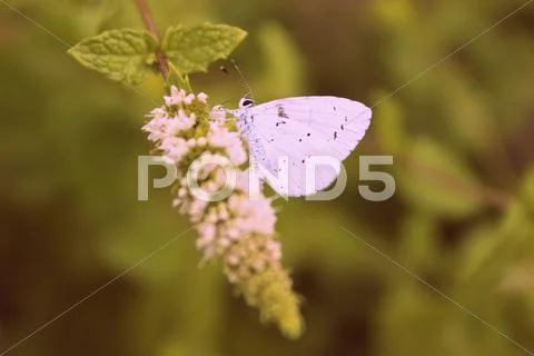 White and purple flower in the garden Stock Photos