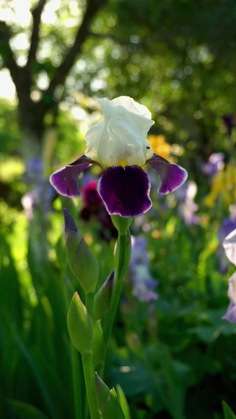 White and purple iris flower blooms in a vibrant garden, surrounded by lush Stock Footage 336131021