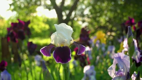 White and purple iris flower blooms in a vibrant garden, surrounded by lush Stock Footage 336275621