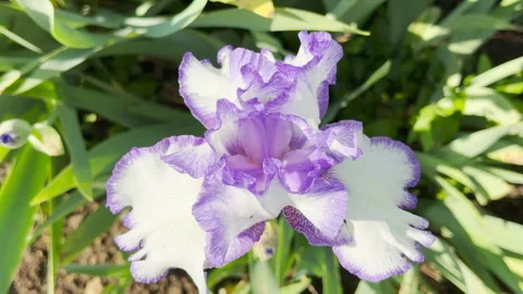 White and Purple Ruffled Iris Flower Opens Face Up in a Sunlit Garden Bed Stock Footage 335547967