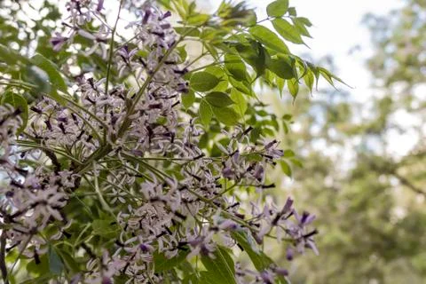 White and purple tiny flowers in bloom defocused bokeh Stock Photos