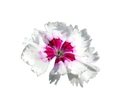 White and raspberry carnation flower on white background - isolate for pack.. Stock Photos