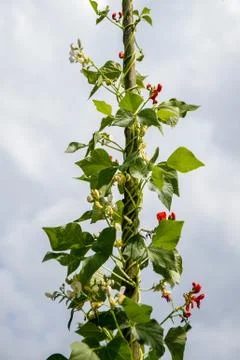 White and red beans bloom and grow high, twining around a wooden stand 写真素材