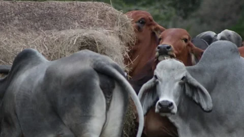 WHITE AND RED BRAHMAN CATTLE LIVESTOCK TEXAS USA Stock Footage 301354852