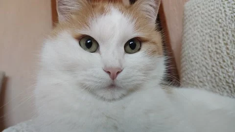 White and red cat close up Stock Footage 138656401