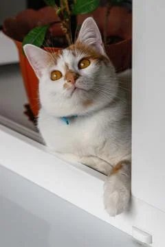 White and Red Cat Looking Up at the Window Stock Photos