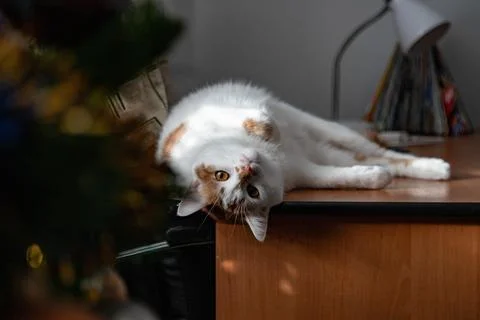 White and Red Cat Lying at the Table. Stock Photos