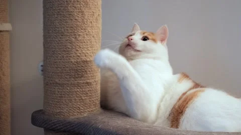 White and Red Cat Playing with Toy on Cat Stand Stock Footage 336862342