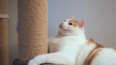 White and Red Cat Playing with Toy on Cat Stand Stock Footage 336862663