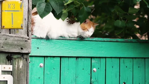 A white and red cat sits on the green fence of a private house Video stock 208811583
