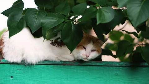 A white and red cat sits on the green fence of a private house, looks at the cam 스톡 동영상 208813229