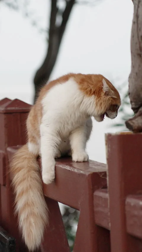 A white-and-red cat sits on a fence. He hisses at someone and runs away. Vertica Stock Footage 258315392