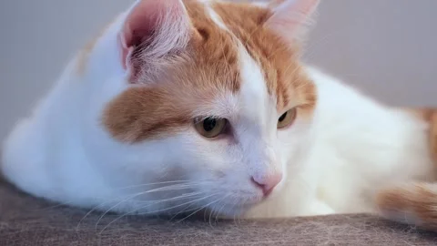 White and Red Cat Sitting on Cat Stand Stock Footage 336863087