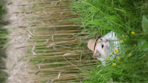 A white and red cat in a straw hat lies in the grass and rests Stock Footage 246327717