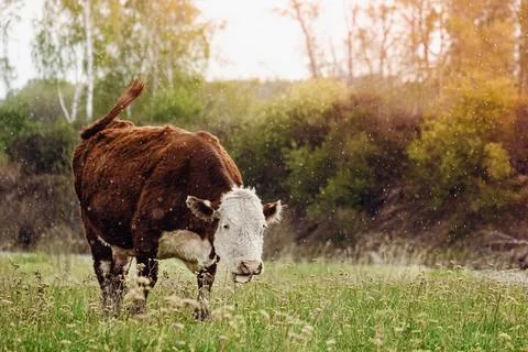 White and red cow eats grass on a farm Stock Photos