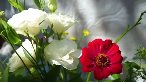 White and red flowers Stock Footage 314908385