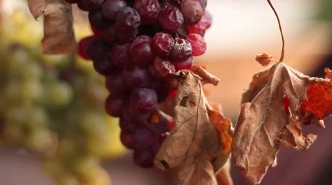 White and red grape drying 스톡 동영상 47212059