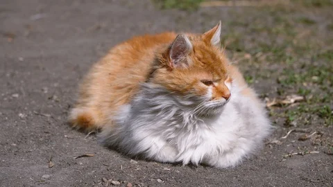 White and red-haired stray cat napping in the park and basking in the sun Video stock 128985625