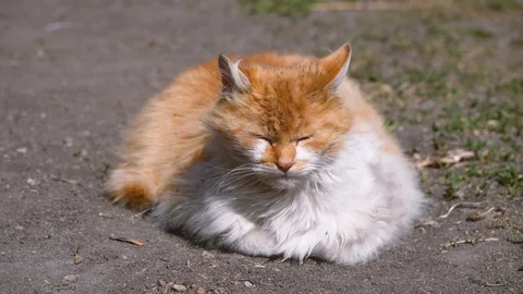 White and red-haired stray cat napping in the park and basking in the sun Stock Footage 128985911