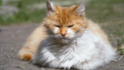 White and red-haired stray cat napping in the park and sleeping in the sun Video stock 128986176