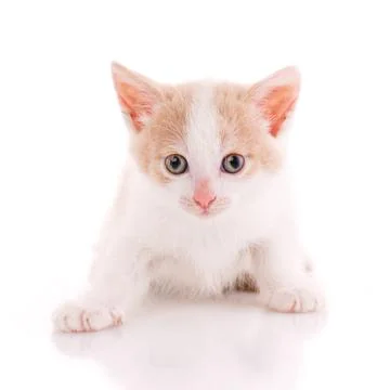 White and red kitten close up on a white background. Stock Photos