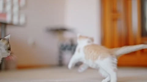 A white and red kitten plays with a toy mouse Stock Footage 244807789