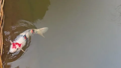 White and Red Koi Fish Gliding Through Calm Garden Pond Stock Footage 339750017
