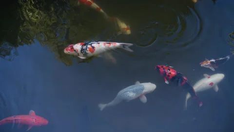 White and Red Koi Fish Swimming Through Calm Reflective Garden Pond Stock Footage 343024746