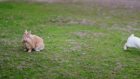 White and red rabbits chasing and jumping on green grass near a lake, 4K slow Stock Footage 335293649