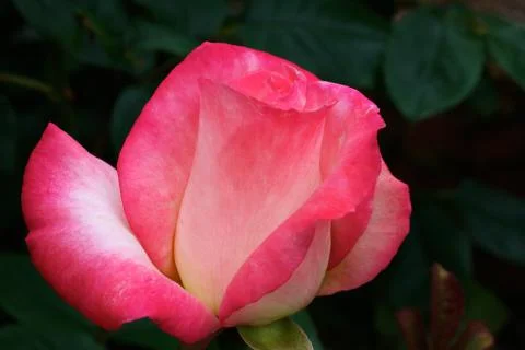 White and red rose Stock Photos