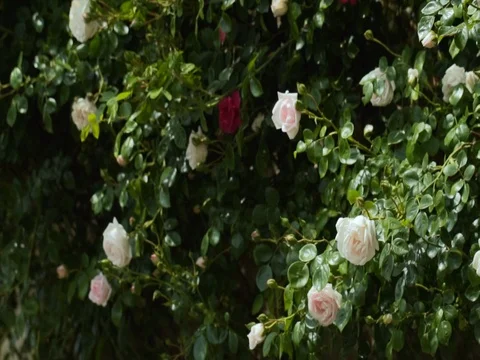 White and red roses on the bushes. slow motion Stock Footage 77979644