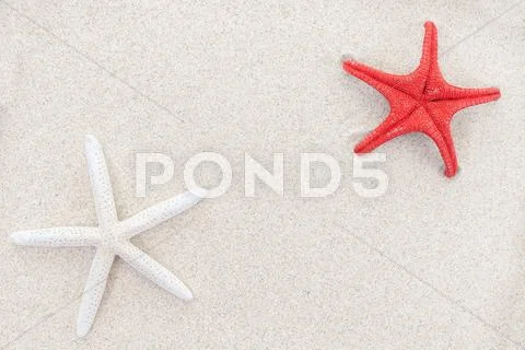 White And Red Starfishes On Sand, Space For Text