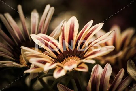 White and red striped african daisies Stock Photos