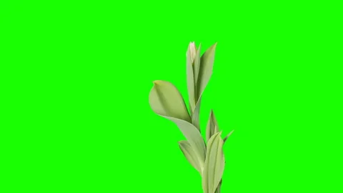 White and red tulip bloom buds green screen, FULL HD (Tulipa Huis ten bosch) Stock Footage 105554041