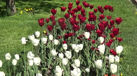 White and red tulips Stock Footage 59891016