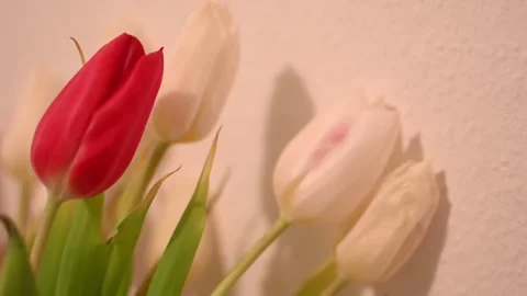 White and red tulips Stock Footage 265494845