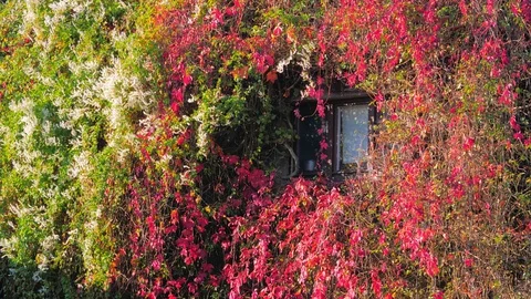White and red wall with nice window. Stock Footage 129507745